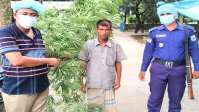 Photo of নওগাঁ গাঁজার গাছসহ একজন আটক