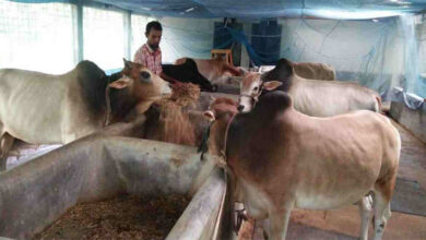 Photo of লাভ নয়, আসল পাওয়া নিয়ে শঙ্কায় খামারিরা