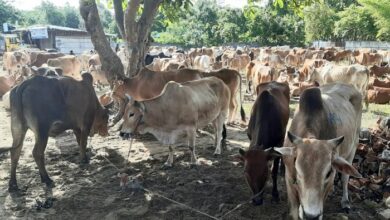 Photo of ‘কোরবানির অনুপযুক্ত পশু বিক্রি বন্ধে কাজ করবে ভেটেরিনারি মেডিকেল টিম’