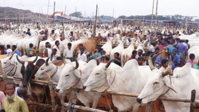 Photo of সিটিহাটে ভারতীয় গরু, দেশী গরুর দাম নেই
