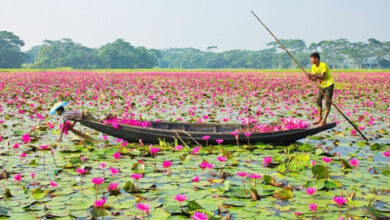 Photo of অপরূপ সৌন্দর্য বিলিয়ে দিচ্ছে শাপলা বিল