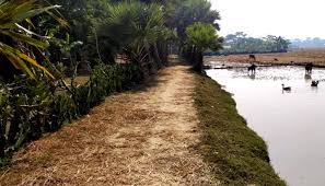 Photo of তালতলীতে কাজ না করেই প্রকল্পের টাকা উত্তোলনের অভিযোগ।