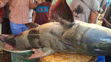 Photo of কুশিয়ারায় ধরা পড়ল ১০০ কেজির বাঘাইড়, দাম হাঁকছেন ১ লাখ