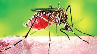 Photo of ডেঙ্গুতে কাবু ঢাকাবাসী, সেপ্টেম্বরে আক্রান্ত চূড়ায় ওঠার শঙ্কা