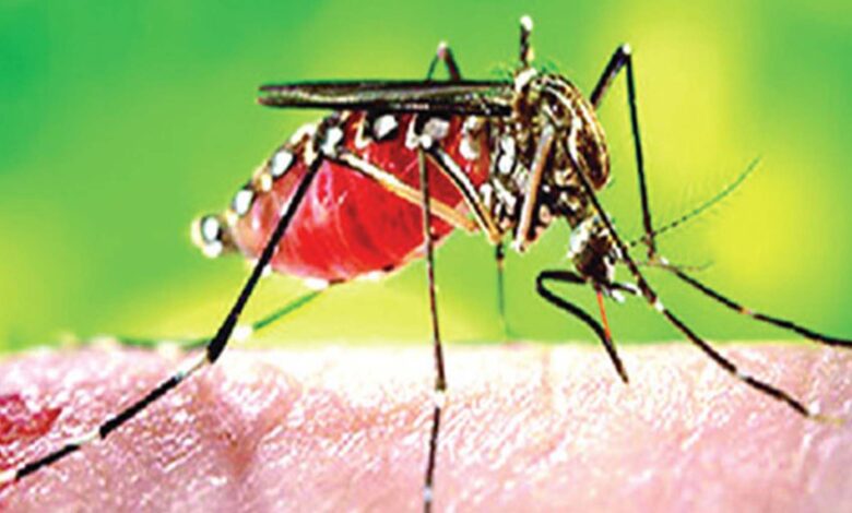 Photo of ডেঙ্গুতে কাবু ঢাকাবাসী, সেপ্টেম্বরে আক্রান্ত চূড়ায় ওঠার শঙ্কা