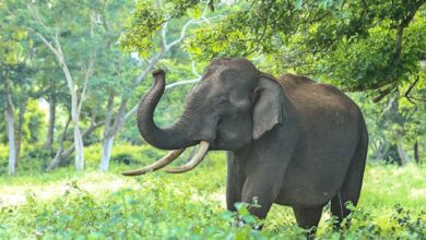 Photo of হাতির আক্রমণে মসজিদের ইমাম আহত