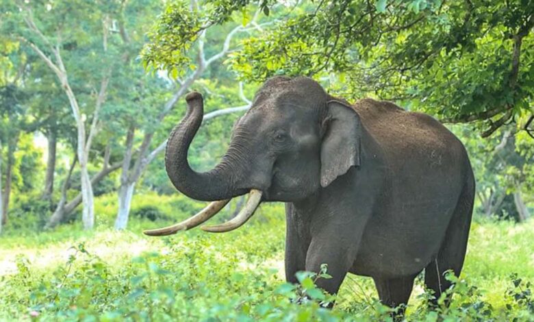 Photo of হাতির আক্রমণে মসজিদের ইমাম আহত