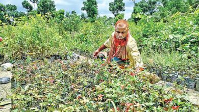 Photo of ১ গ্রামে ৪শ’ বাড়িতে বিভিন্ন নার্সারি