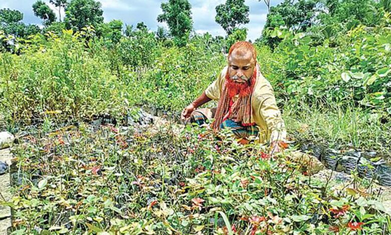 Photo of ১ গ্রামে ৪শ’ বাড়িতে বিভিন্ন নার্সারি