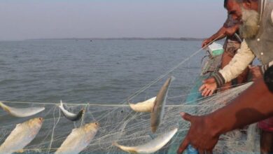 Photo of মধ্যরাত থেকে ইলিশ ধরা সম্পূর্ণ নিষেধ