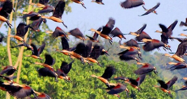 Photo of বাইক্কা বিলে আসছে অতিথি পাখির দল