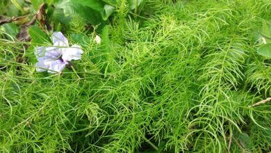 Photo of ঔষধি গাছে বদলে গেলো ১৫ গ্রামের ভাগ্য