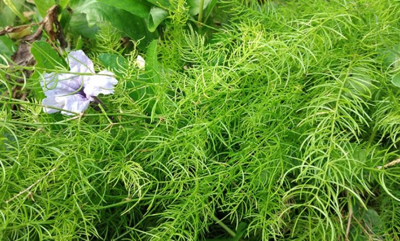 Photo of ঔষধি গাছে বদলে গেলো ১৫ গ্রামের ভাগ্য