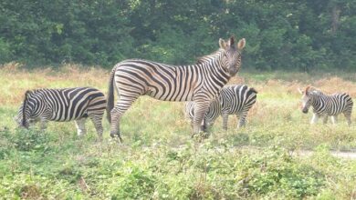 Photo of সাফারি পার্কে জেব্রা জন্ম-মৃত্যুর পরিসংখ্যানে ’গড়বড়’