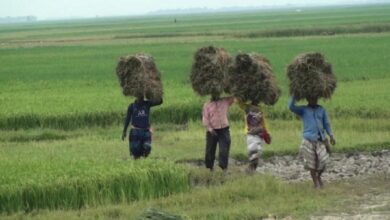 Photo of হাওরে আগাম ধান কাটতে ব্যস্ত কৃষক