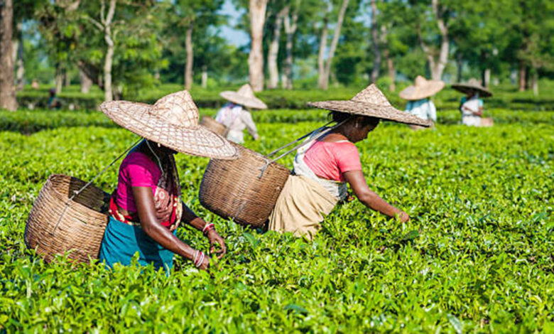 Photo of কাজে নেমেছেন চা-শ্রমিকরা