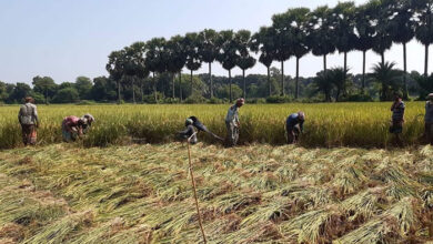 Photo of বিনামূল্যে সার-বীজ পাবে ২৭ লাখ কৃষক