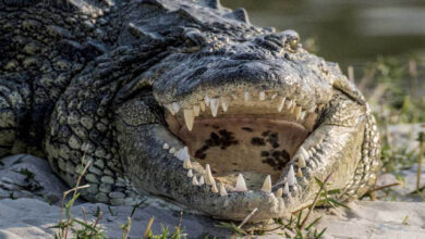 Photo of ৩০০ মানুষকে গিলে খেয়েছে নীল নদের সেই কুমির!