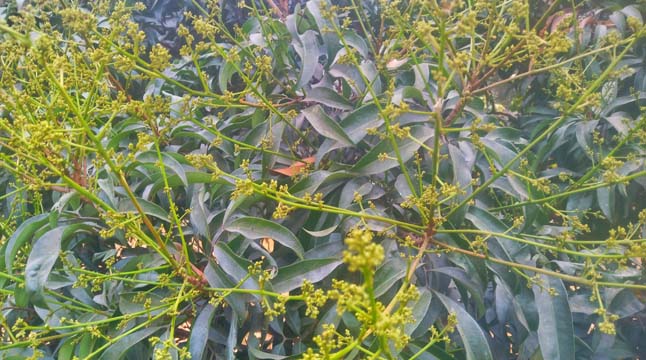 Photo of উঁকি দিচ্ছে আম-লিচু চাষিদের স্বপ্ন