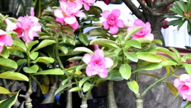 Photo of দিনের ছবি (৪ সেপ্টেম্বর, ২০২৪)