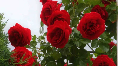 Photo of গোলাপ-জার্বেরা