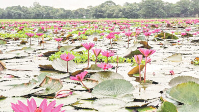 Photo of শরতে শাপলা বিলে