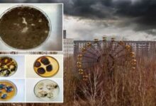 Photo of চেরনোবিলের নিষিদ্ধ অঞ্চলে বিকিরণে বেঁচে থাকা নতুন জীবের সন্ধান