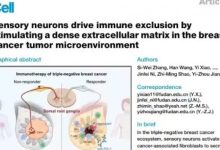 Photo of ওষুধ প্রতিরোধী স্তন ক্যান্সারের সমাধান-সূত্র পেলেন চীনা বিজ্ঞানীরা